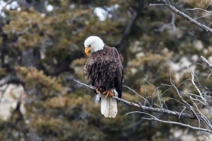 Picture of BALD EAGLE NEAR GARDNER CANYON, YELLOWSTONE NATIONAL PARK