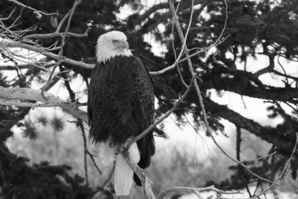 Picture of BALD EAGLE ABOVE THE GARDNER RIVER, YELLOWSTONE NATIONAL PARK