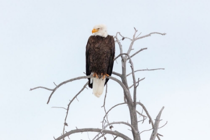Picture of BALD EAGLE NEAR THE YELLOWSTONE RIVER, YELLOWSTONE NATIONAL PARK