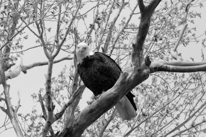 Picture of BALD EAGLE PERCHED NEAR THE YELLOWSTONE RIVER, YELLOWSTONE NATIONAL PARK