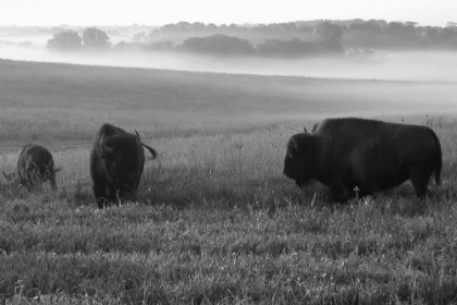 Picture of ROAMING BISON