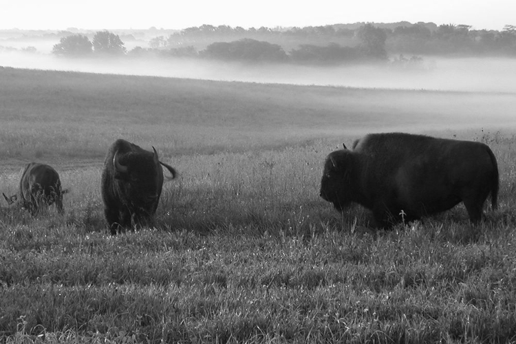 Picture of ROAMING BISON