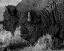Picture of BISON