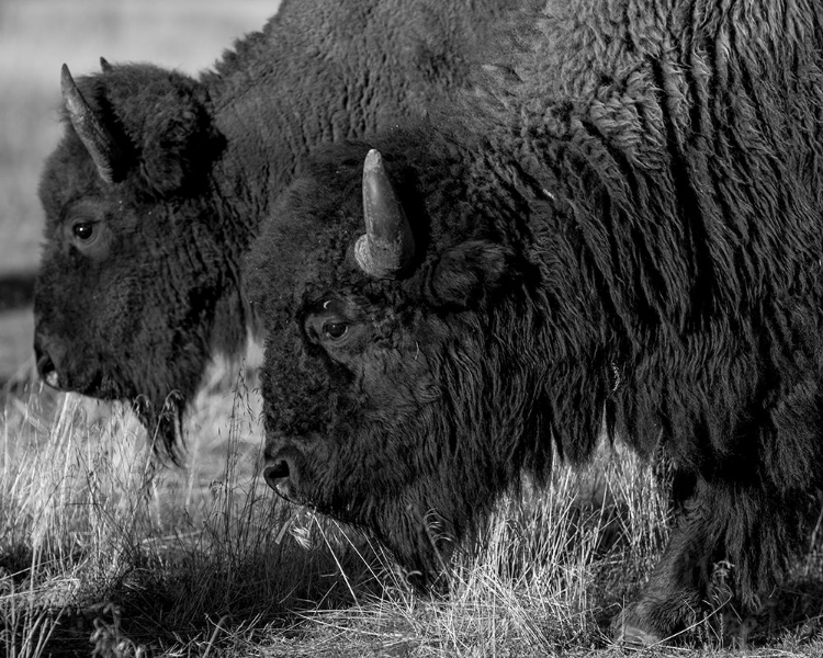 Picture of BISON