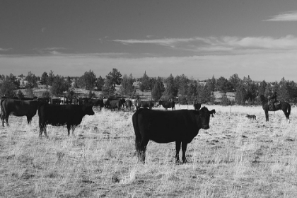 Picture of CATTLE GRAZING OCHOCO NATIONAL FOREST