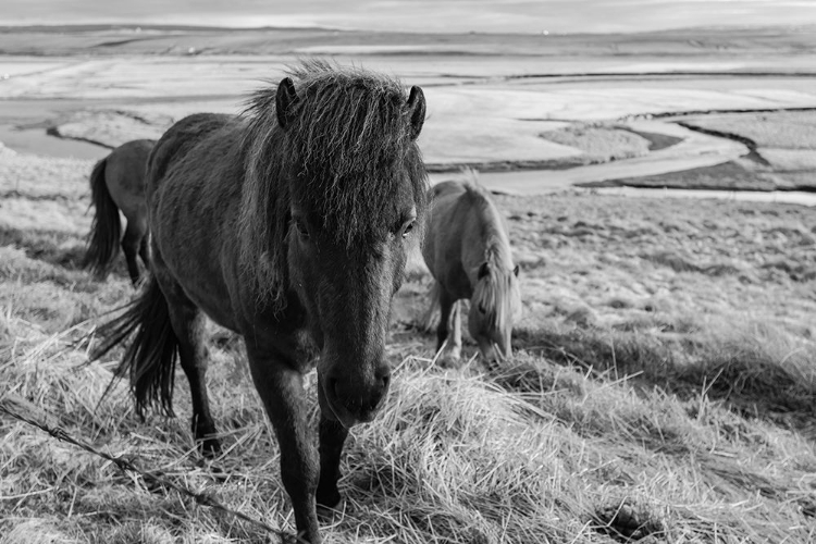 Picture of DRY GRASS LUNCH