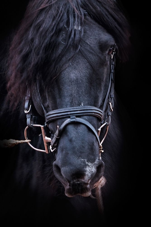 Picture of EQUUS