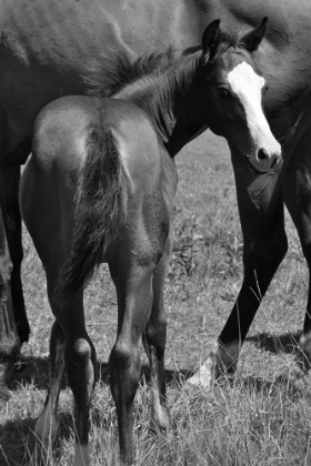 Picture of FOAL AND MARE