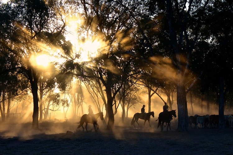 Picture of FOREST RIDERS