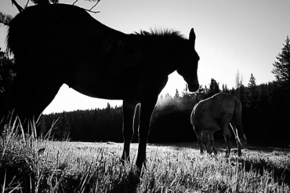 Picture of FRANK CHURCH-RIVER OF NO RETURN WILDERNESS, PAYETTE NATIONAL FOREST II