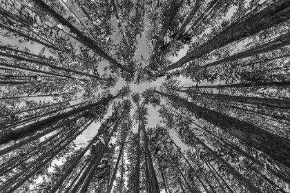 Picture of LODGEPOLE FOREST, YELLOWSTONE NATIONAL PARK