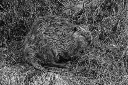 Picture of BEAVER AT SODA BUTTE CREEK, YELLOWSTONE NATIONAL PARK