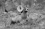 Picture of BIGHORN RAM, YELLOWSTONE NATIONAL PARK