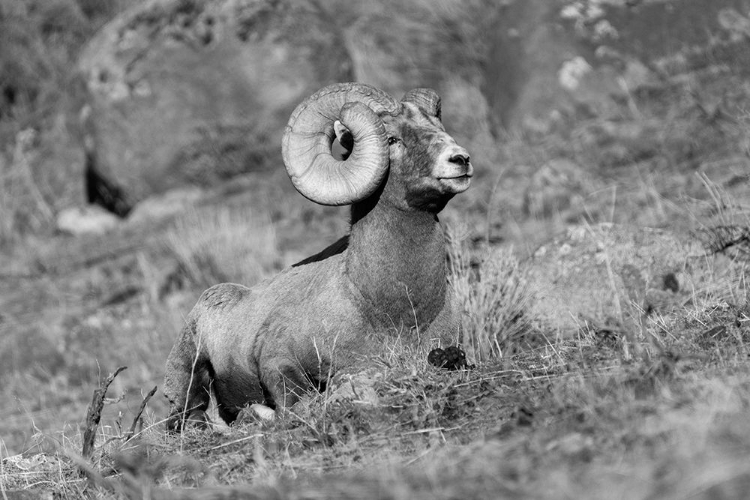 Picture of BIGHORN RAM, YELLOWSTONE NATIONAL PARK