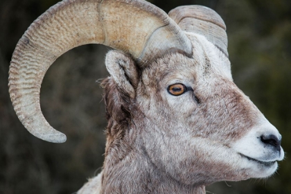 Picture of BIGHORN RAM, LAMAR VALLEY, YELLOWSTONE NATIONAL PARK