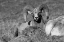 Picture of BIGHORN RAM, YELLOWSTONE NATIONAL PARK