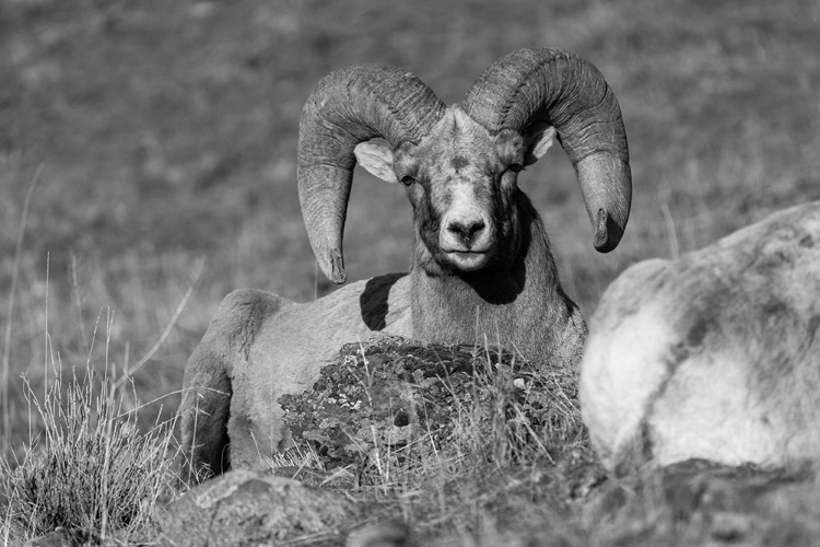 Picture of BIGHORN RAM, YELLOWSTONE NATIONAL PARK