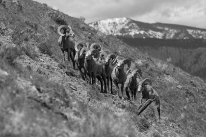 Picture of BIGHORN RAMS, MOUNT EVERTS, YELLOWSTONE NATIONAL PARK