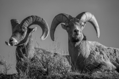 Picture of BIGHORN RAMS, LAMAR CANYON, YELLOWSTONE NATIONAL PARK