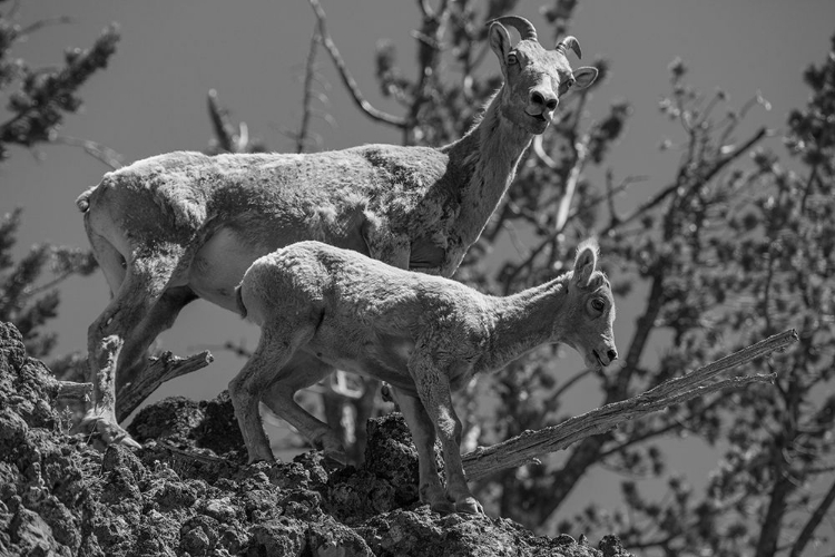 Picture of BIGHORN SHEEP, MOUNT WASHBURN, YELLOWSTONE NATIONAL PARK