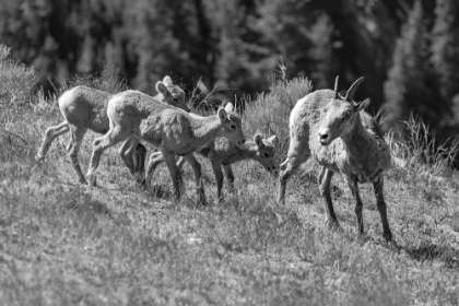 Picture of BIGHORN SHEEP, YELLOWSTONE NATIONAL PARK