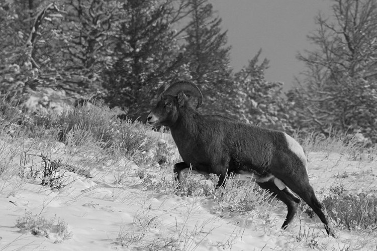 Picture of BIGHORN RAM, LAMAR VALLEY, YELLOWSTONE NATIONAL PARK