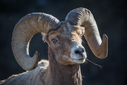 Picture of BIGHORN SHEEP, LAMAR VALLEY, YELLOWSTONE NATIONAL PARK