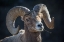 Picture of BIGHORN SHEEP, LAMAR VALLEY, YELLOWSTONE NATIONAL PARK
