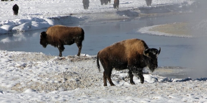 Picture of BISON ALONG THE GIBBON RIVER, YELLOWSTONE NATIONAL PARK