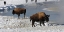 Picture of BISON ALONG THE GIBBON RIVER, YELLOWSTONE NATIONAL PARK