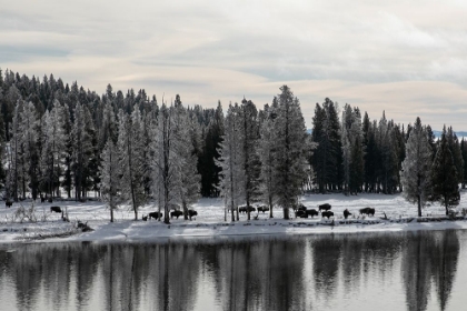 Picture of BISON ALONG THE YELLOWSTONE RIVER, YELLOWSTONE NATIONAL PARK