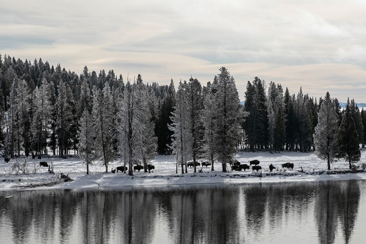 Picture of BISON ALONG THE YELLOWSTONE RIVER, YELLOWSTONE NATIONAL PARK