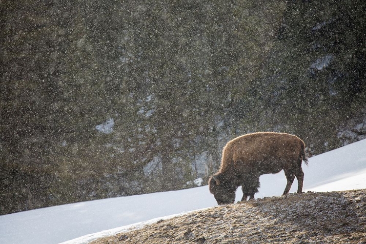 Picture of BISON, BLACKTAIL DEER PLATEAU, YELLOWSTONE NATIONAL PARK