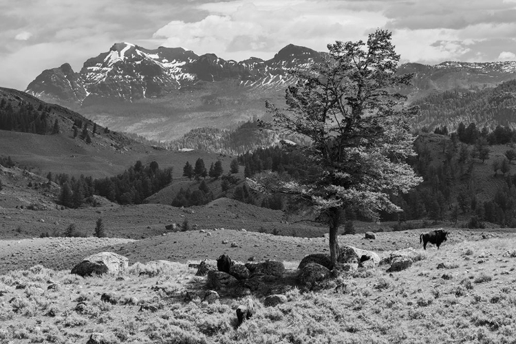 Picture of BISON NEAR CUTOFF MOUNTAIN, YELLOWSTONE NATIONAL PARK