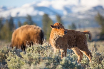 Picture of BISON CALF, BLACKTAIL DEER PLATEAU, YELLOWSTONE NATIONAL PARK