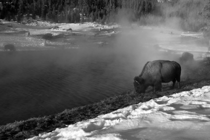 Picture of BISON AT TERRACE SPRING, YELLOWSTONE NATIONAL PARK