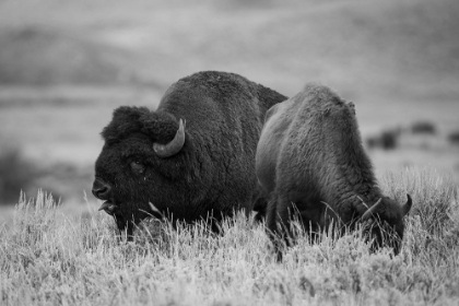 Picture of BISON BULL AND COW, YELLOWSTONE NATIONAL PARK