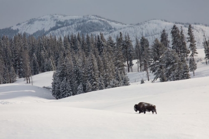Picture of BISON BULL, BLACKTAIL DEER PLATEAU, YELLOWSTONE NATIONAL PARK