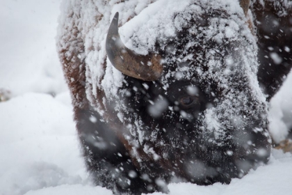 Picture of BISON IN A SNOW STORM LAMAR VALLEY, YELLOWSTONE NATIONAL PARK