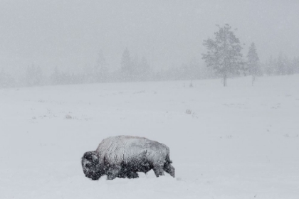 Picture of BISON ON SWAN LAKE FLAT, YELLOWSTONE NATIONAL PARK