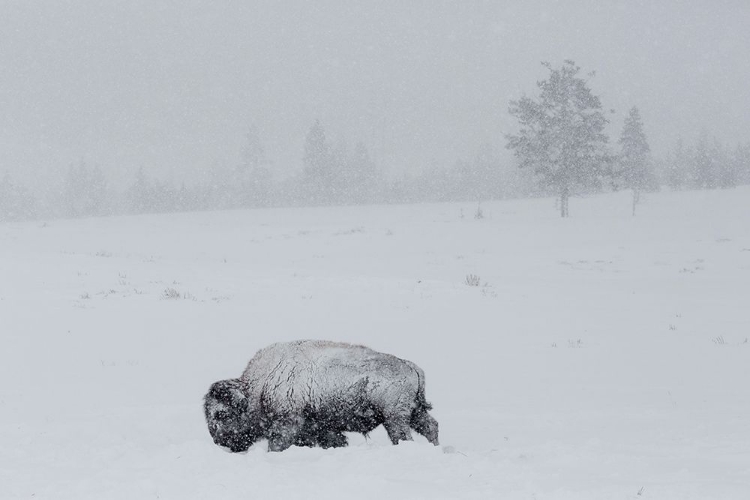 Picture of BISON ON SWAN LAKE FLAT, YELLOWSTONE NATIONAL PARK