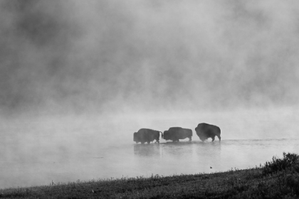Picture of BISON CROSSING YELLOWSTONE RIVER, YELLOWSTONE NATIONAL PARK