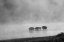 Picture of BISON CROSSING YELLOWSTONE RIVER, YELLOWSTONE NATIONAL PARK