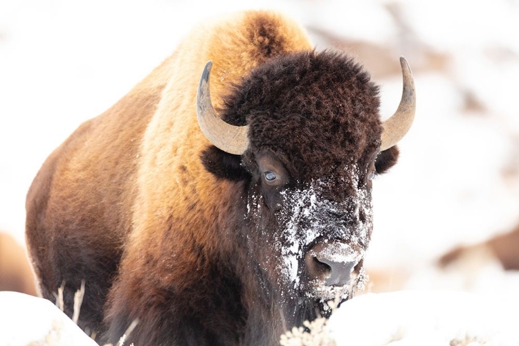 Picture of BISON FACE WITH SNOW, YELLOWSTONE NATIONAL PARK