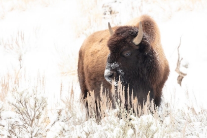 Picture of BISON FEEDING IN THE SNOW, YELLOWSTONE NATIONAL PARK