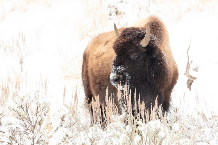 Picture of BISON FEEDING IN THE SNOW, YELLOWSTONE NATIONAL PARK