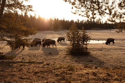 Picture of BISON GRAZE NEAR NORRIS JUNCTION, YELLOWSTONE NATIONAL PARK