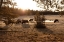 Picture of BISON GRAZE NEAR NORRIS JUNCTION, YELLOWSTONE NATIONAL PARK