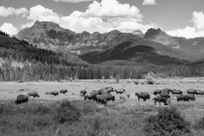 Picture of BISON GRAZING IN ROUND PRAIRIE, YELLOWSTONE NATIONAL PARK