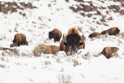 Picture of BISON GROUP IN SNOW, YELLOWSTONE NATIONAL PARK